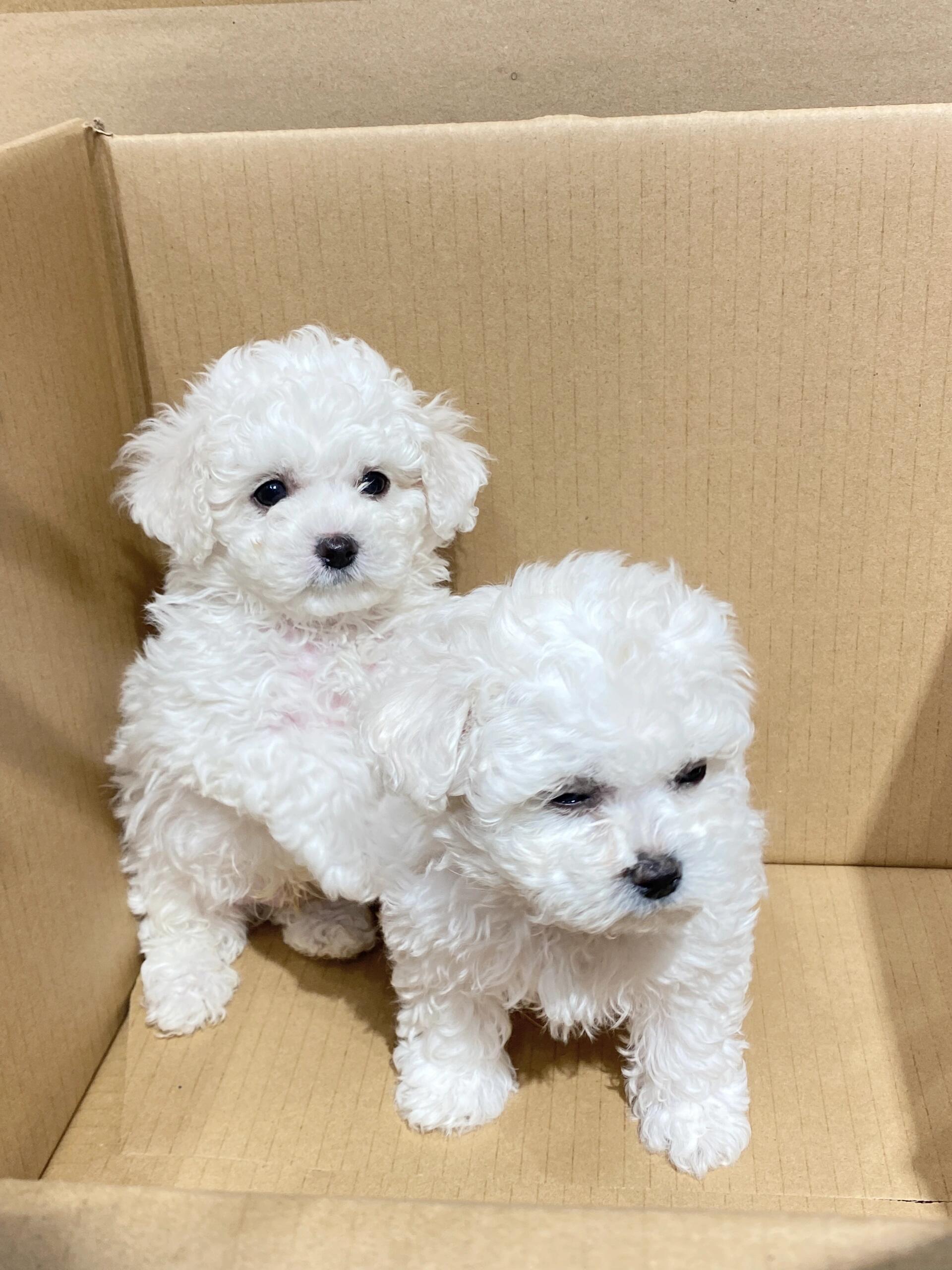 比熊幼犬，犬舍直发